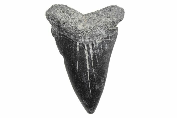 Fossil Broad-Toothed Mako Tooth - South Carolina #214626